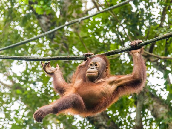 Orangatang